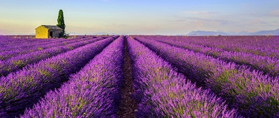 provence